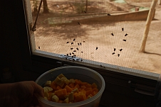 Mango-Fliegen hätten auch gerne von unserem Fruchtsalat