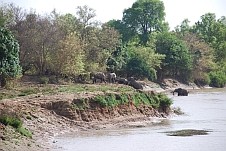 Elefanten durchqueren den Mouhoun (Schwarzer Volta)