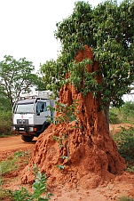 Obelix vor einem verlassenen Termitenbau