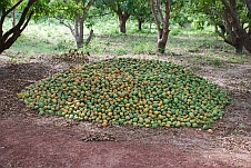 Viele Mangos auf einem Haufen
