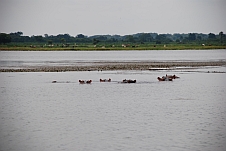 Flusspferde im Lac Tangréla