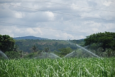 Die Zuckerrohrfelder werden bewässert