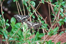 Schmetterlinge in der “Casa Africa“