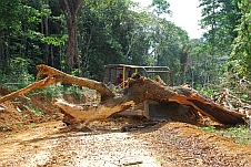 Bulldozer an der Arbeit: Dieser Baum drohte auf die Piste zu fallen