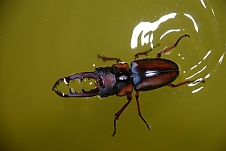 Dieser Käfer benützt ungefragt unser Waschbecken als Swimmingpool
