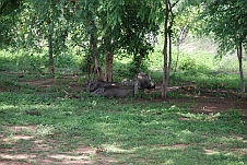 Warzenschweine machen ein Nickerchen unter den Bäumen
