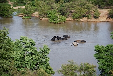 Fünf Elefanten beim täglichen Bad