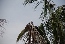 Woodland Kingfisher auf einer Palme