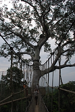 Isabella auf dem “Canopy Walk“ im Kakum Nationalpark