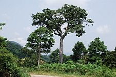 Baum zwischen Bame und Kpeve in der Volta Region