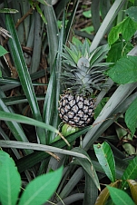 Wilde Ananas