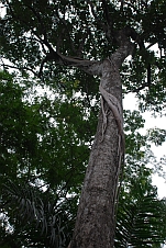 Die Wurzeln des Parasitenbaumes wachsen dem Boden entgegen