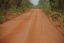 Affen kreuzen die Piste auf dem Weg nach Koundara