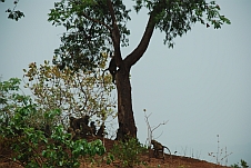 Paviane am Rand der Piste zwischen Koundara und Labé