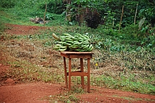 Bananenland