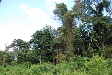 Regenwaldszenerie zwischen Ebolowa und Ambam