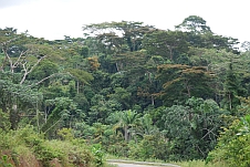 Regenwald zwischen Ambam und der Genze zu Gabun