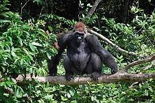 Sid, 21 Jahre alter Gorilla