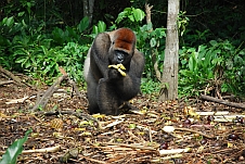 Titi, 18 Jahre alter Gorilla