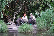 Fütterung der Gorillababies