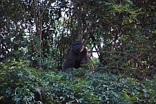 Gorilla-Mädchen auf Klettertour