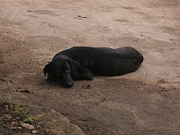 Die etwas müde Mutter der acht Hundebabys