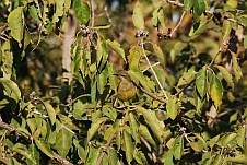 Variable Sunbird (Gelbbauch-Nektarvogel)