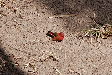 Red-billed Firefinch (Senegal-Amarant) Männchen