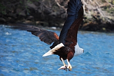 Ein African Fish-Eagle (Schreiseeadler) holt sich einen offerierten Fisch