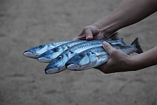 Diese vier Cheni Fische werden grilliert