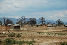 Dorf mit vielen Baobabs kurz vor Mangochi