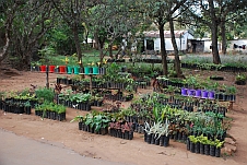 Gärtnerei im Stadtzentrum von Zomba