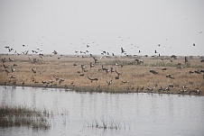 Im Diawling Nationalpark leben viele Wasservögel