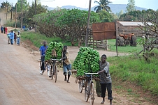 Auch in Mosambik werden Tonnen von Gütern mit Velos verschoben, hier sind es Bananen