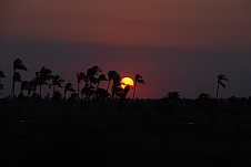 Die Sonne geht hinter Palmen unter