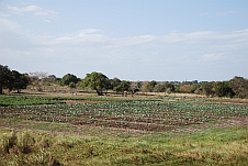 Gepflegter Gemüseanbau zwischen Matibane und Nacala