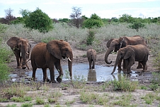 Die ersten fünf Elefanten!