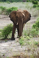 Der Aufpasser Elefant