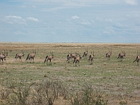 Oryx oder Gemsbok