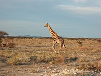 Eine Giraffe am Morgen...