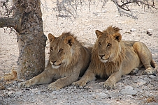 Unschuldig dreinblickende Löwen