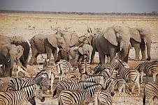 Elefanten und Zebras trinken am Wasserloch