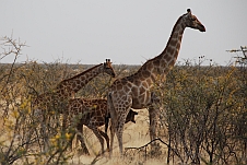 Giraffenbaby trinkt bei seiner Mutter