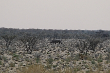 Das Etosha Abschieds-Rhino