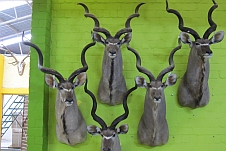 Fünf Kudutrophäen hängen an der Wand
