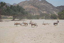 Oryx im Hoanib