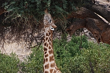 Da muss sogar die Giraffe ihren Hals noch recken um an die Blätter des Baumes zu gelangen