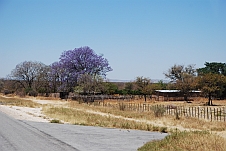 Blühender Jacaranda Baum auf einer Farm zwischen Korixas und Outjo