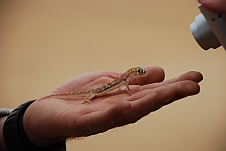 Gecko vor der Kameralinse
