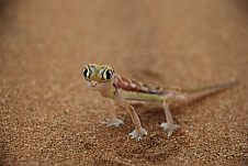 Der Palmato Gecko